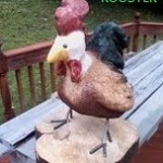 Rooster-Dude